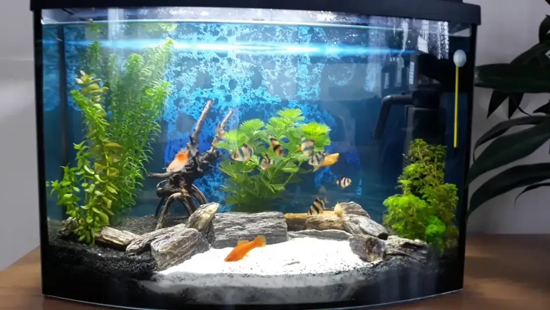 Jakie rybki do akwarium 72l - uniknij błędów przy wyborze ryb