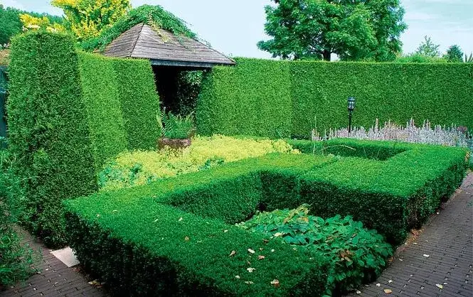 Najlepsze iglaki na żywopłot: które wybrać i jak uniknąć błędów w pielęgnacji