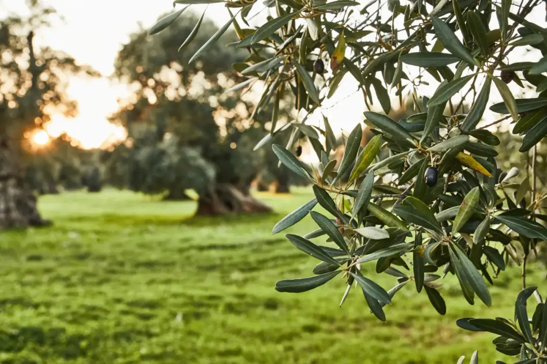 Oliwka jak przycinać – uniknij najczęstszych błędów w pielęgnacji