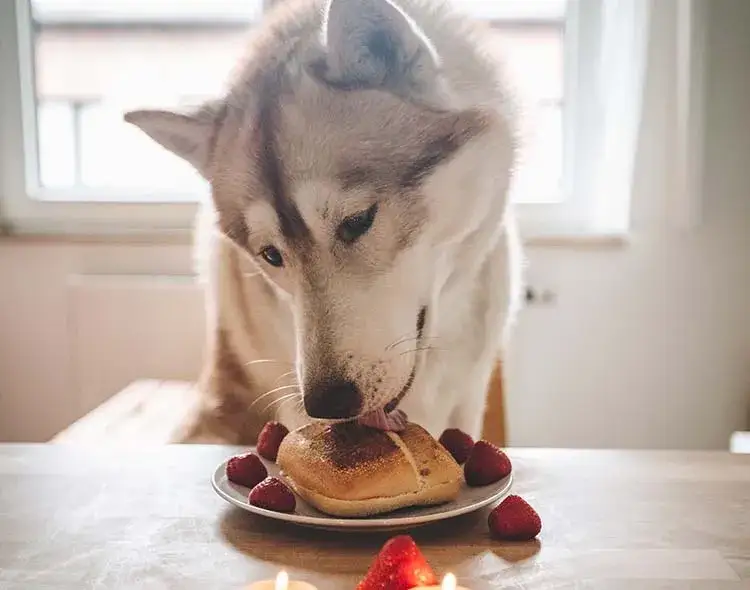 Czy pies może jeść bułkę i jakie są skutki - opinie ekspertów i fakty