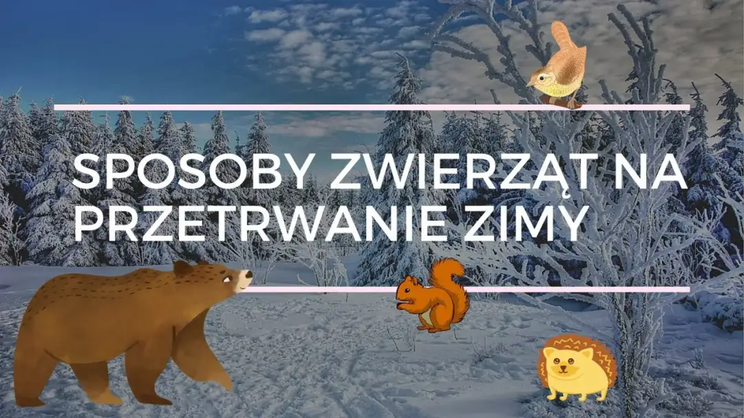 Jak zwierzęta przygotowują się do zimy - film edukacyjny dla dzieci