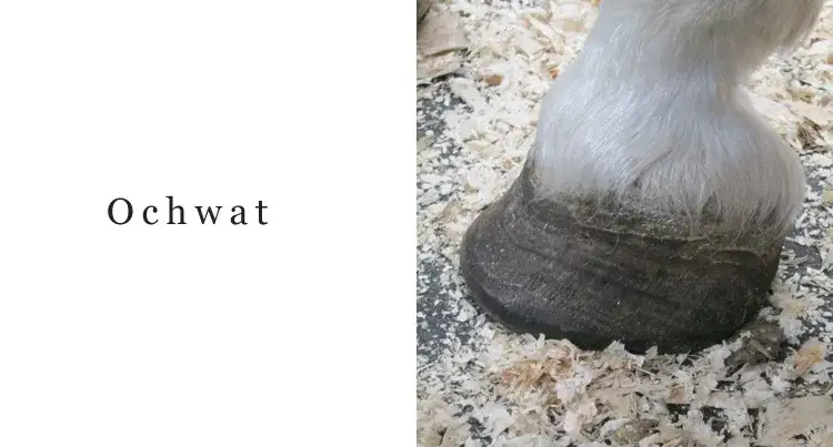 Jak rozpoznać ochwat u konia: objawy, które mogą zaskoczyć każdego