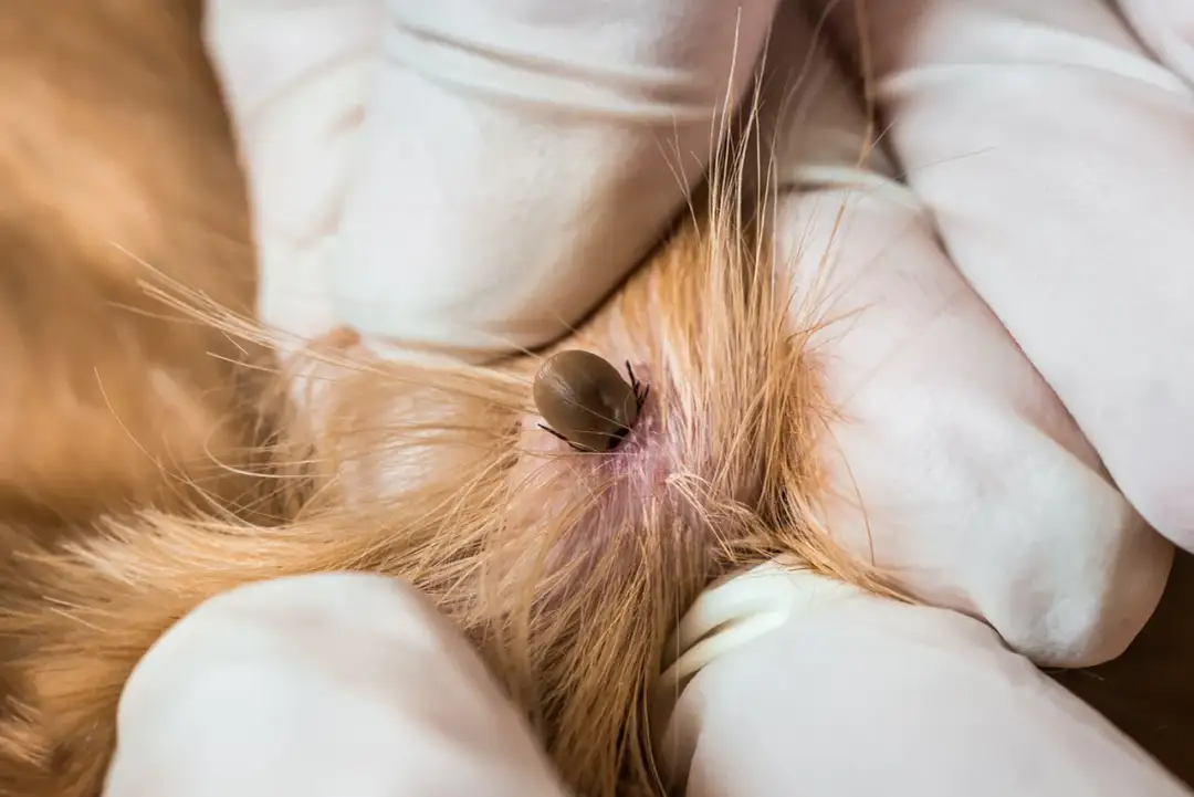 Paraliż kleszczowy u psa: 3 kroki, by uratować życie!