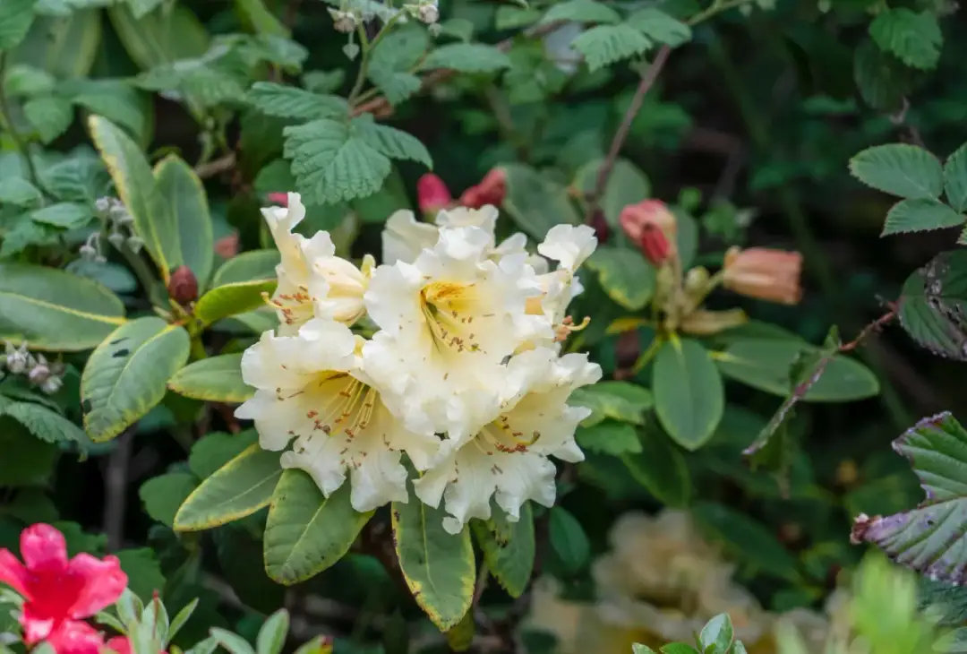 Jak długo kwitnie rododendron? Poznaj sekrety długiego kwitnienia
