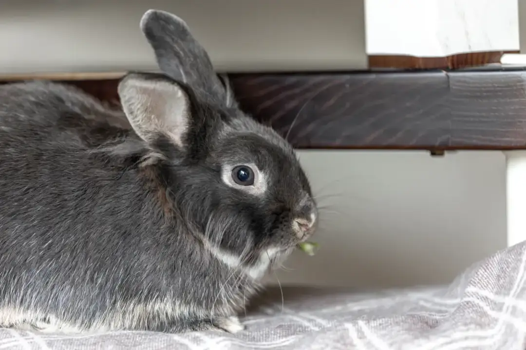 Czy królik może być sam w klatce? Sprawdź, co to oznacza dla jego zdrowia