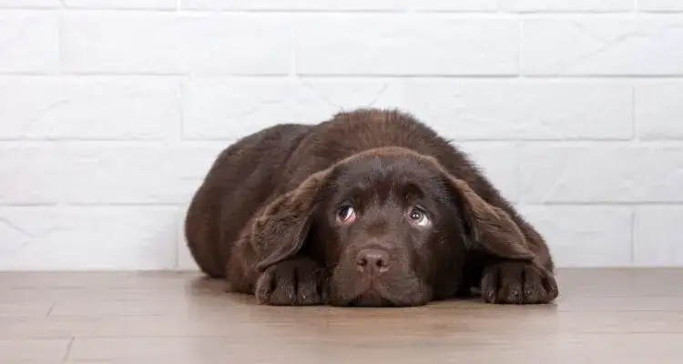 Dlaczego pies wymiotuje po tabletkach na odrobaczanie? Sprawdź przyczyny.