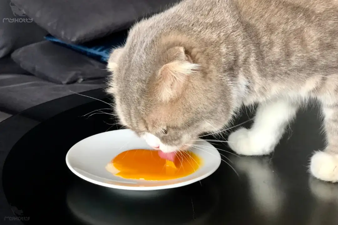 Żółtko dla kota: Tak, ale tylko gotowane! Jak podawać bezpiecznie?
