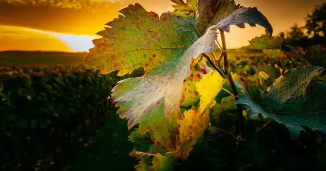 Jak długo fermentuje wino? Kluczowe czynniki wpływające na czas fermentacji