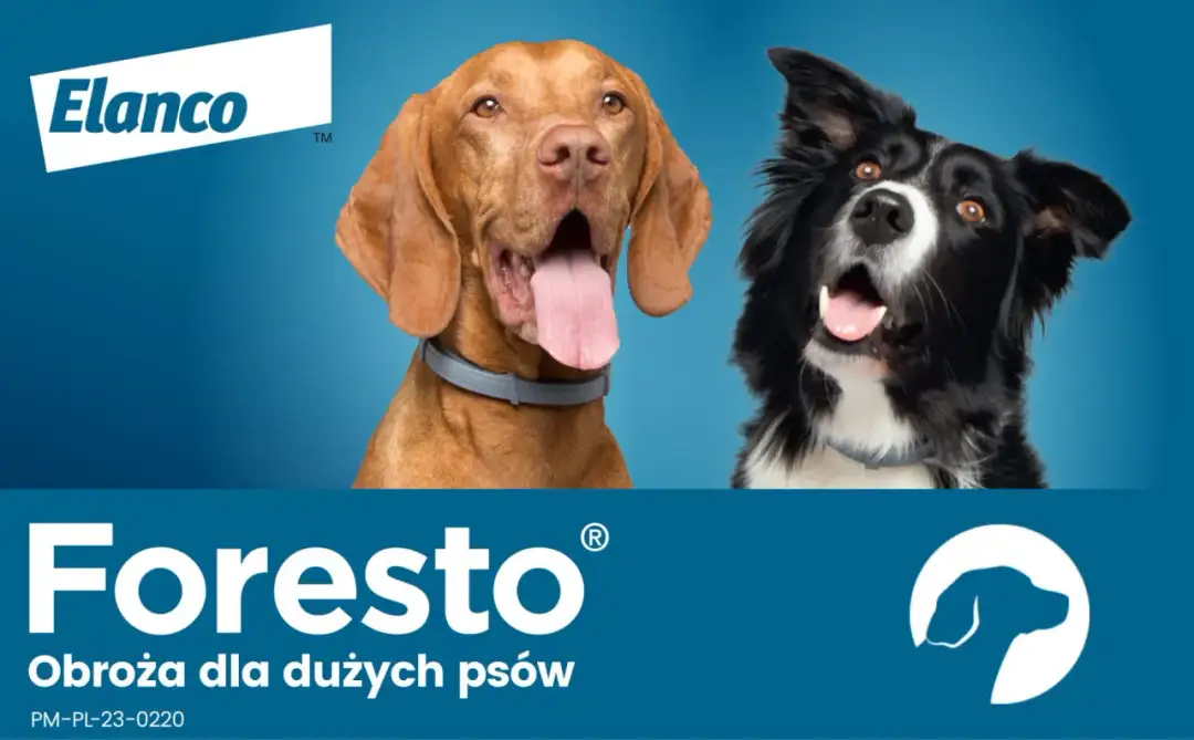 Obroża Scalibor czy Foresto – która zapewnia lepszą ochronę?