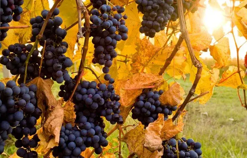 Przypowieść o krzewie winnym: zrozumienie jej głębokiego znaczenia