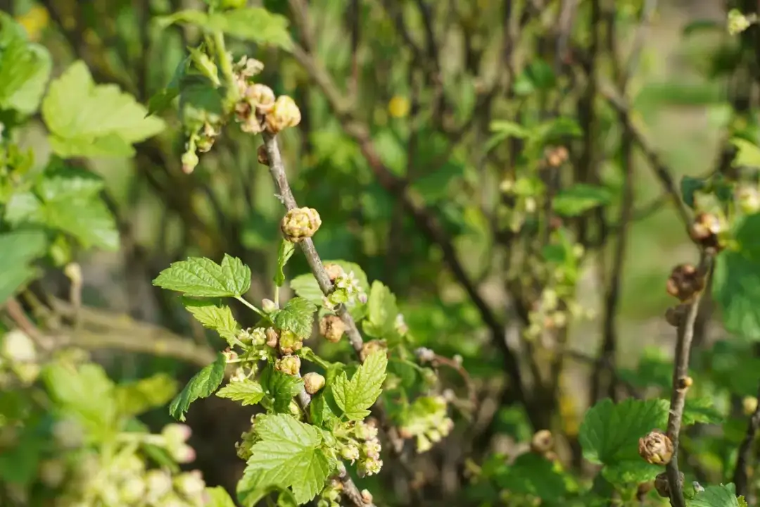 Kwitnienie czarnej porzeczki: kiedy, jak i dlaczego nie kwitnie?