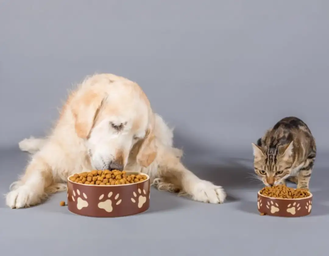 Czy pies może jeść mokrą karmę dla kota? Sprawdź, co grozi zdrowiu