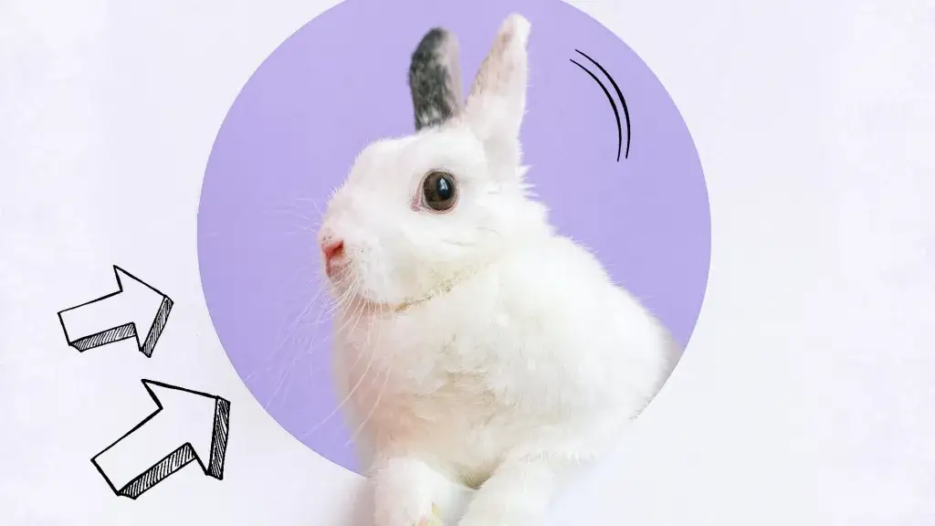 Dlaczego królik chrumka? Odkryj emocje i zachowania swojego pupila