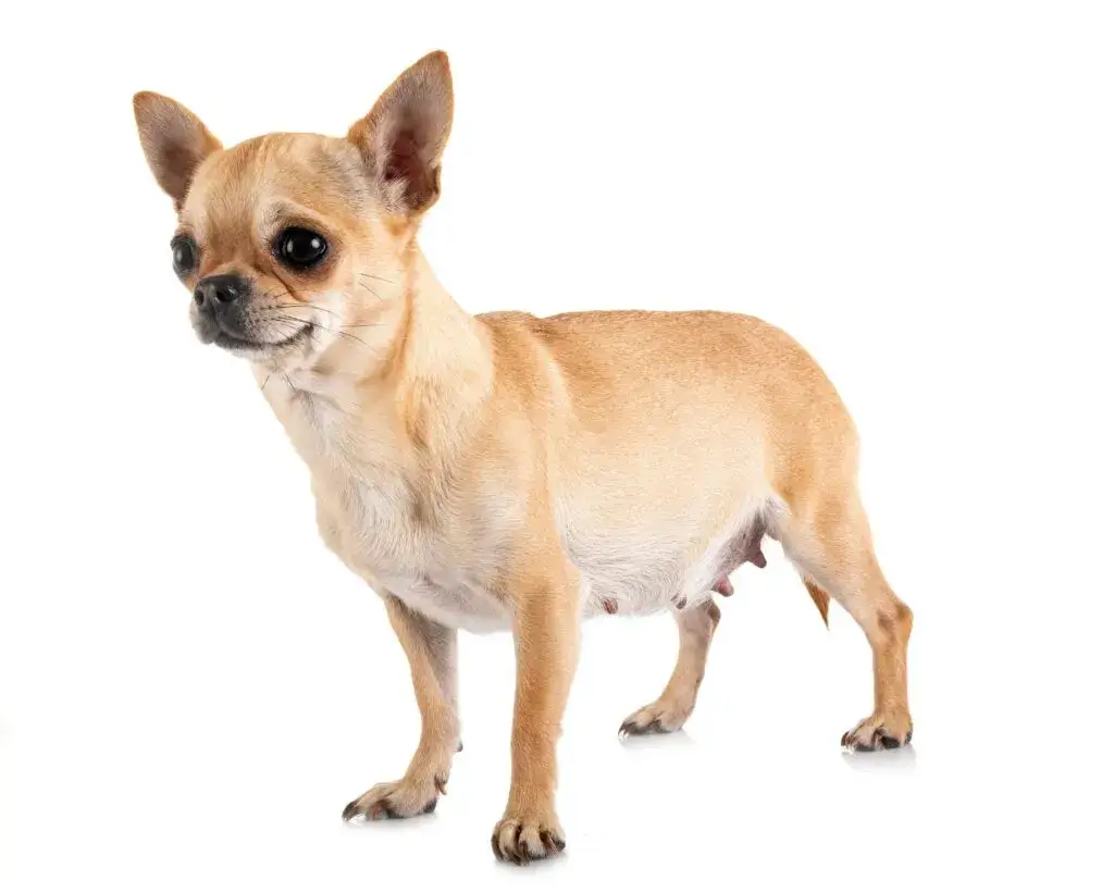 Płód psa: Co to jest i jak prawidłowo dbać o suczkę w ciąży?