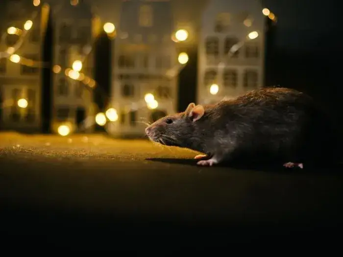 Sen o szczurach - znaczenie i symbolika. Co mówi o Tobie?