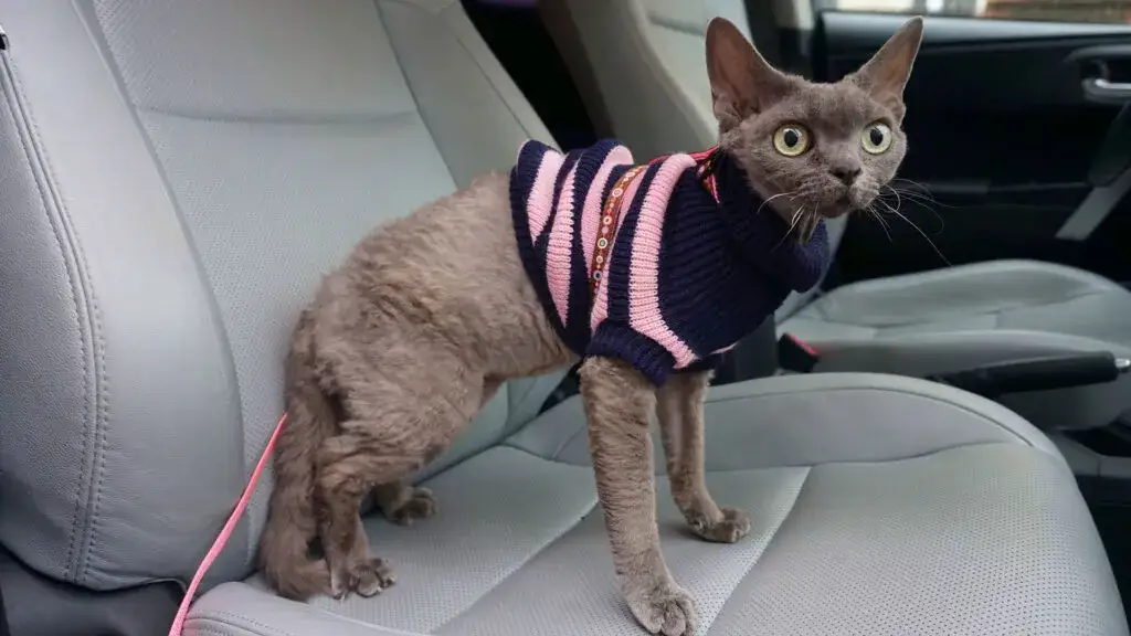 Jak przewieźć kota bez transportera i uniknąć niebezpieczeństw