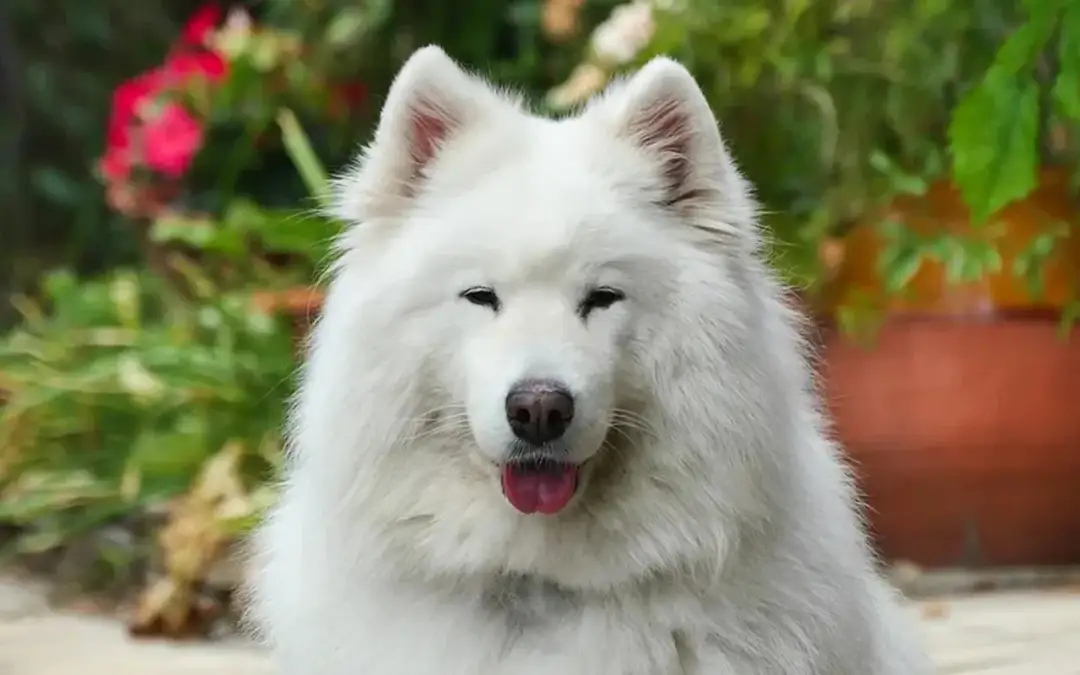 Samoyed: Ile czasu na czesanie? Zdrowa sierść bez kołtunów!