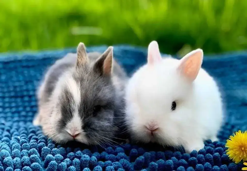 Gdzie kupić króliki do hodowli i uniknąć niezdrowych zwierząt