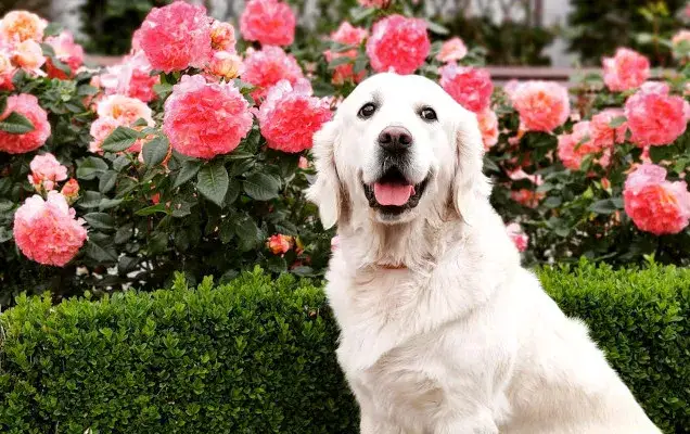 Owczarek niemiecki czy golden retriever – który pies jest lepszy dla Ciebie?