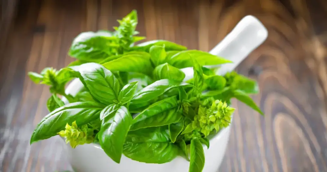 Jak zrobić bazylię na zimę - skuteczne metody na długotrwałe przechowanie