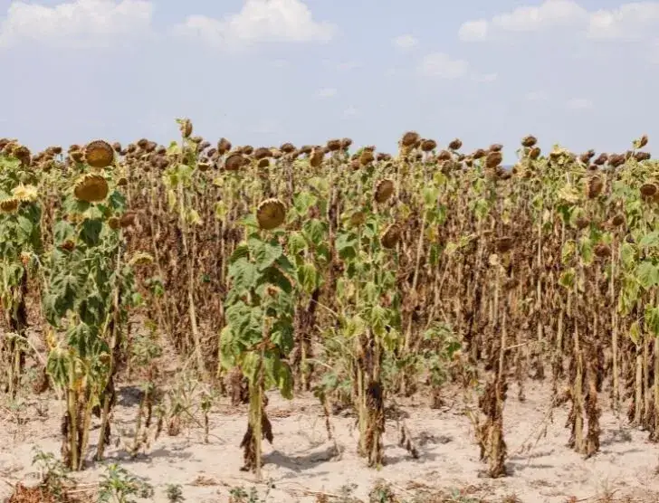 Jakie faktury do wniosku suszowego? Sprawdź, co musisz mieć, aby uniknąć odrzucenia