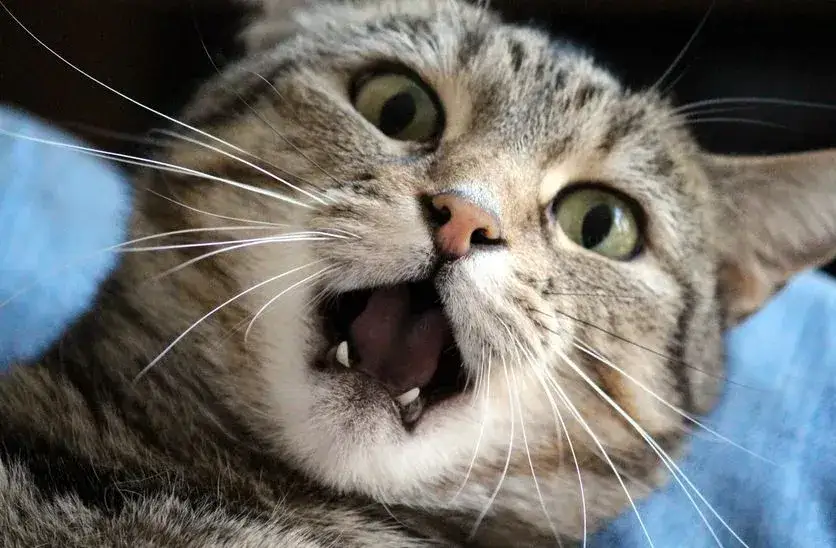 Choroby psychiczne u kota objawy – Jak je rozpoznać i pomóc? Choroby psychiczne u kota objawy – Jak je rozpoznać i pomóc?