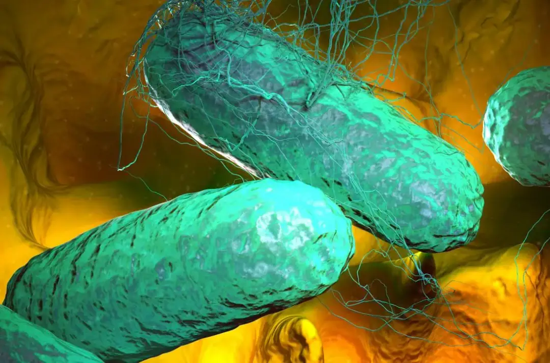 Síntomas de tifus: cómo reconocerlos y evitar complicaciones graves