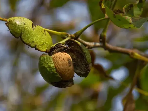 Orzech włoski: Kiedy kwitnie, jak zapylić i dlaczego nie owocuje?