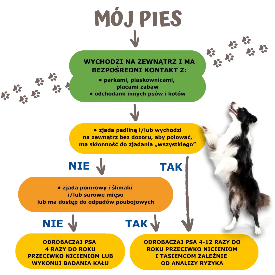 Jak często odrobaczać psa? Kluczowe zasady, by uniknąć problemów zdrowotnych