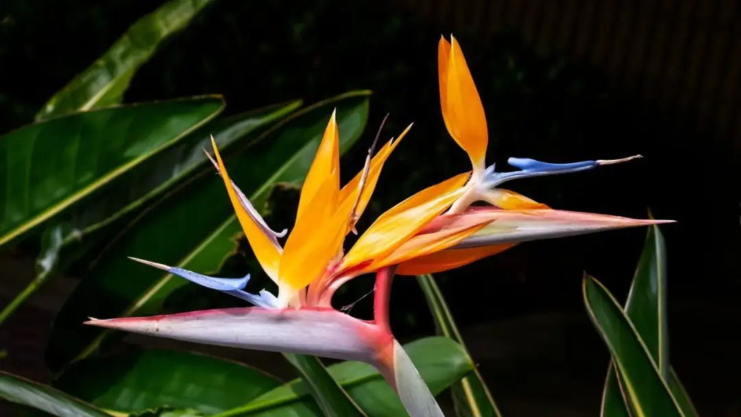 Kiedy kwitnie strelicja? Odkryj tajemnice jej piękna i pielęgnacji