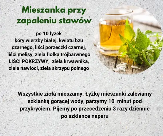  Pokrzywa - Właściwości zdrowotne i zastosowanie lecznicze herbacie