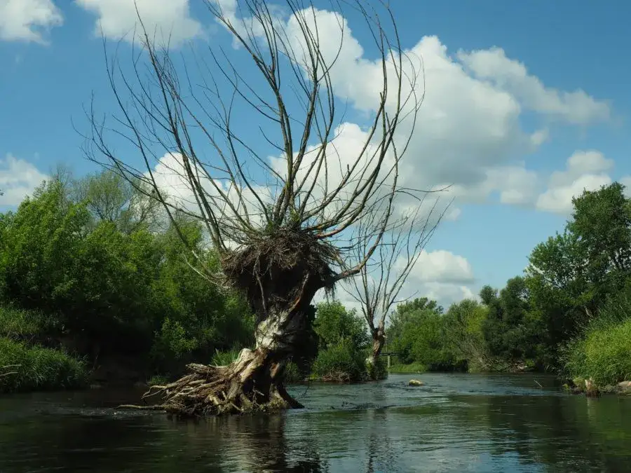 Spływy kajakowe Bzurą: Przewodnik po trasach, cenach i organizacji
