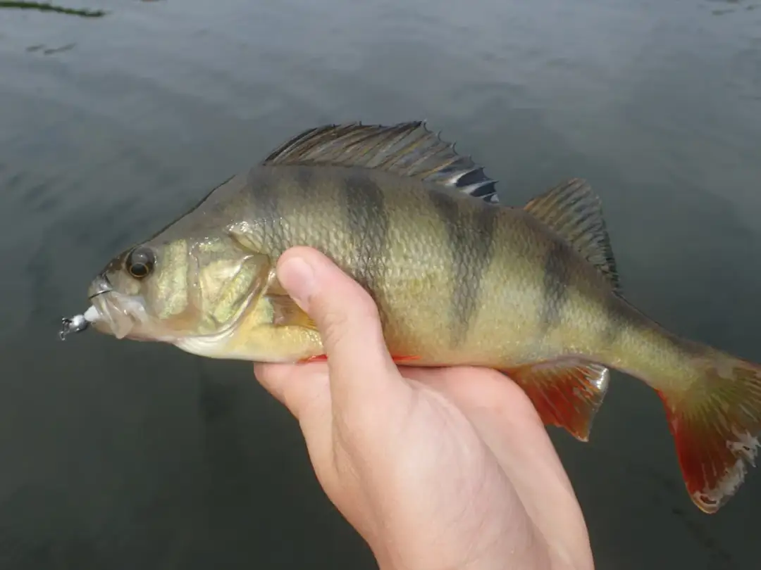 Skuteczne gumy na okonia: przewodnik po wyborze i technikach łowienia