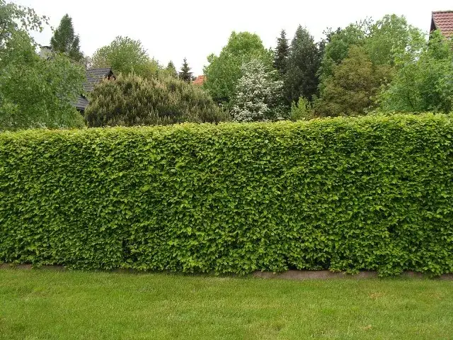 Kiedy sadzimy żywopłot? Najlepszy czas na udane sadzenie roślin