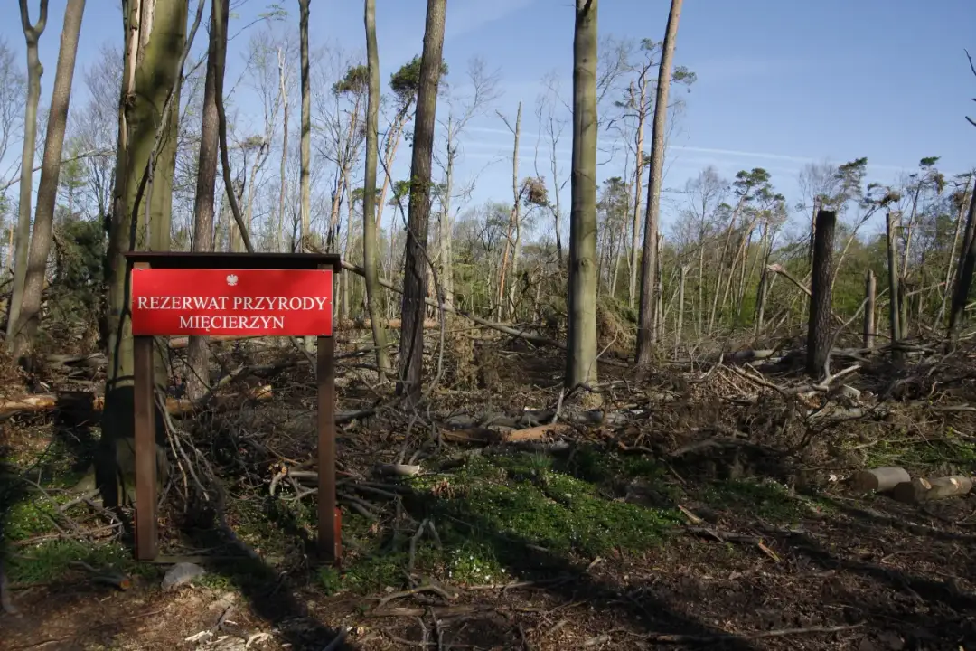 Rezerwat przyrody definicja - co warto wiedzieć o ochronie przyrody