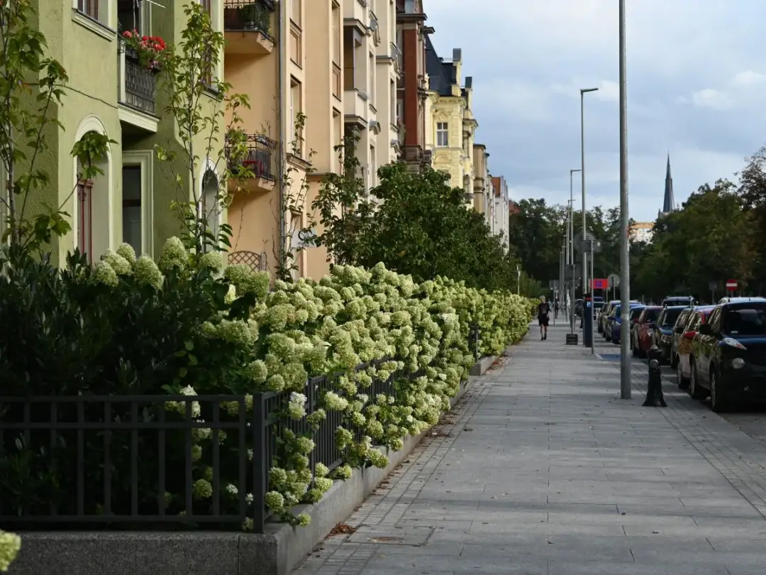 200 Żabek w Szczecinie: Poznaj sekrety zielonej ekspansji