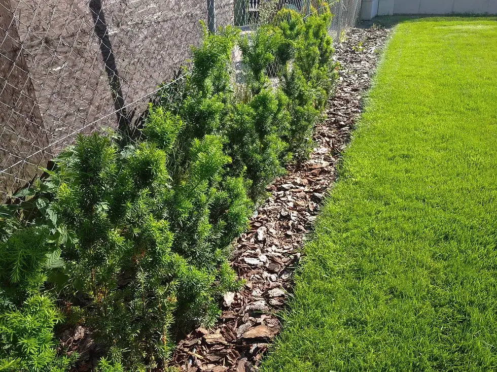 Co posadzić zamiast tui przy płocie? Najlepsze rośliny na żywopłot