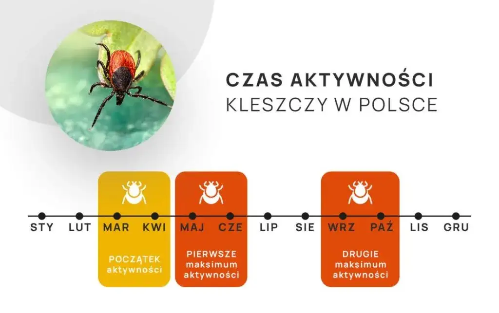 Od kiedy kleszcze? Nowy kalendarz zagrożeń i skuteczna ochrona