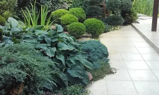 Co zamiast trawnika w ogrodzie? Ekologiczne i łatwe w pielęgnacji opcje