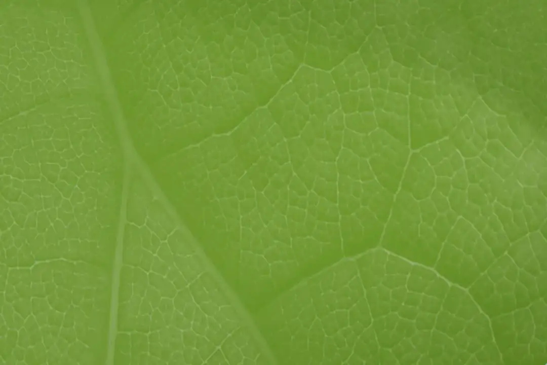 Kiedy powstał zielony ład? Kluczowe daty i znaczenie inicjatywy