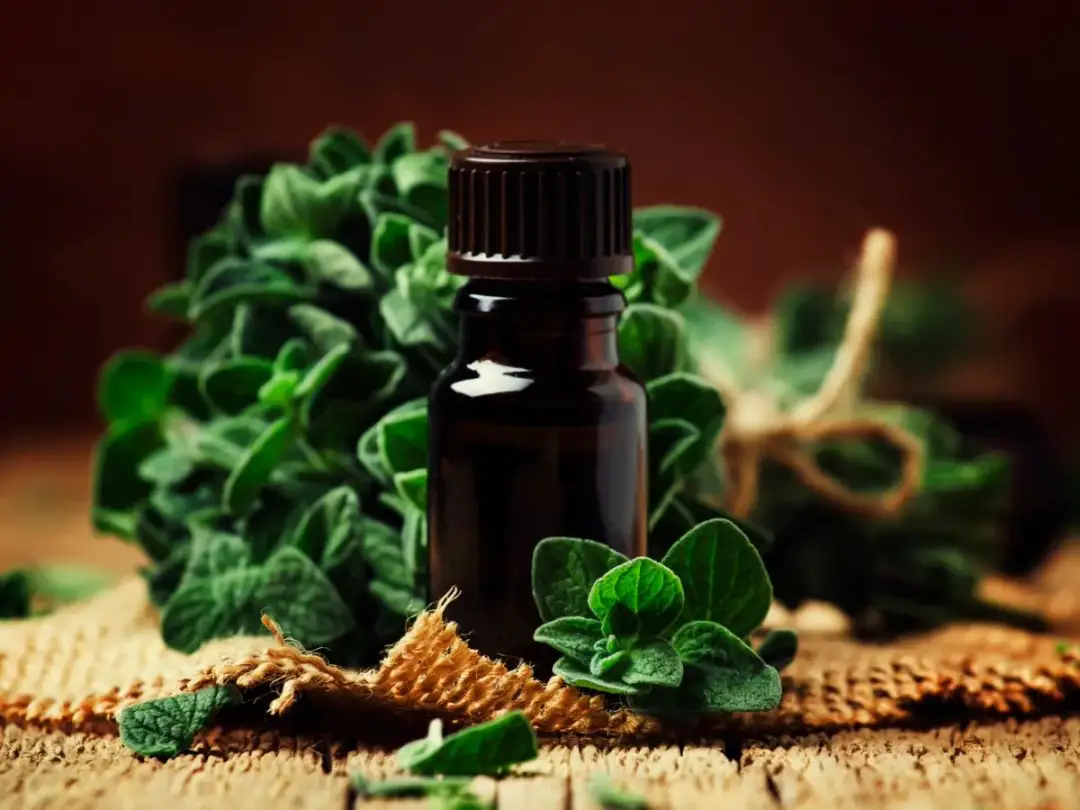 Butelka z olejkiem oregano, świeże zioła i worek jutowy. Dowiedz się, jak zrobić olejek z oregano.