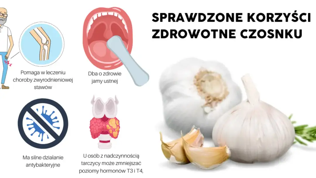  Czosnek - właściwości lecznicze i zastosowanie. Najważniejsze informacje