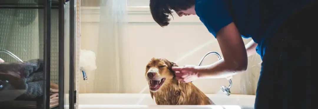 Co na sierść dla psa: skuteczne sposoby na zdrową i lśniącą sierść