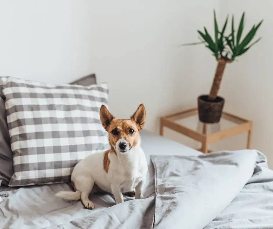 Skuteczne metody, jak oduczyć psa wchodzenia na kanapę i uniknąć problemów Skuteczne metody, jak oduczyć psa wchodzenia na kanapę i uniknąć problemów