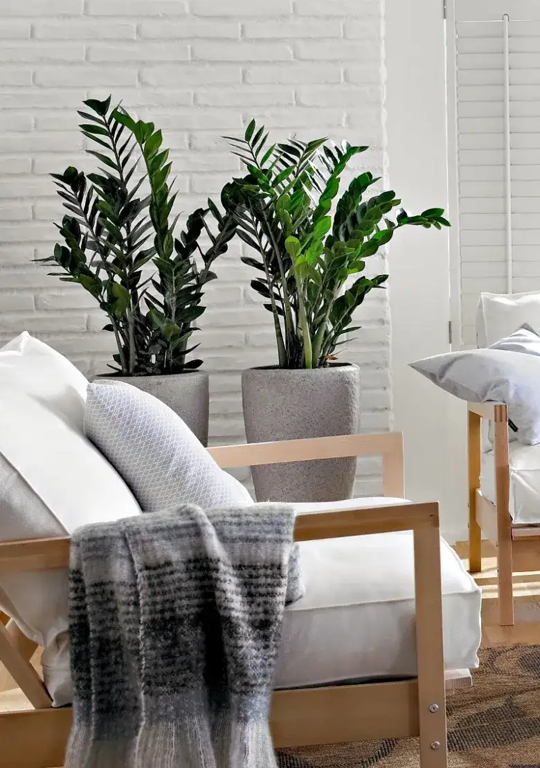 Jakie kwiaty do przedpokoju wybrać, by przetrwały bez światła i wilgoci?