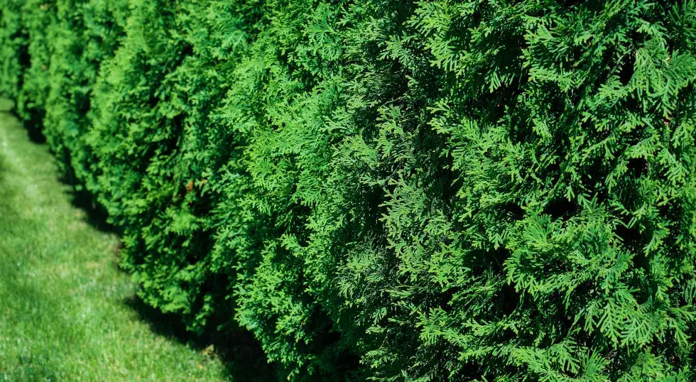 Ile od płotu sadzić tuje szmaragd, aby uniknąć problemów z sąsiadami?