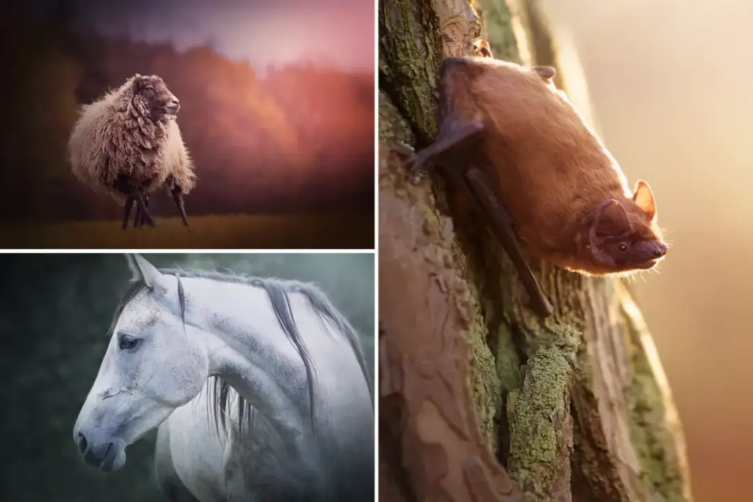 Ile zarabia fotograf zwierzęcy? Zaskakujące fakty o dochodach