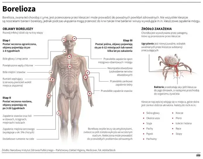 Ile kleszczy ma boreliozę? Fakty, ryzyko i jak się chronić