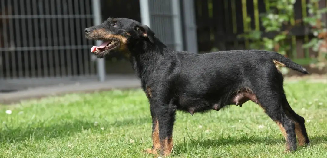 Co musisz wiedzieć zanim oddasz teriera niemieckiego: kompletny poradnik