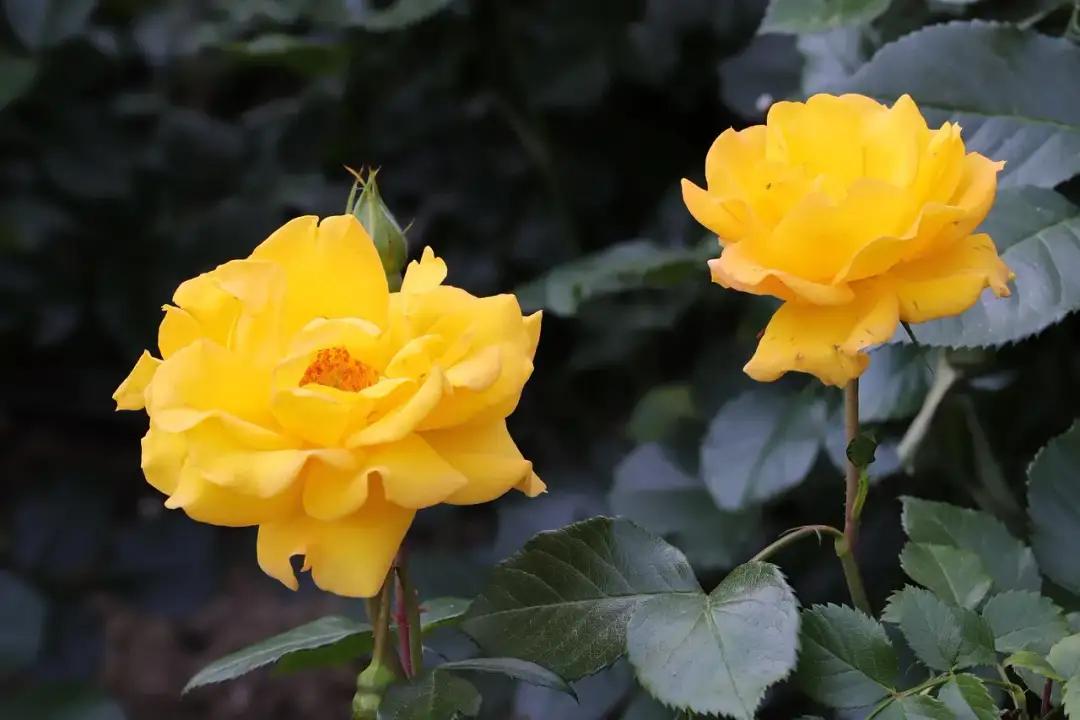 Żółte kwiaty: Radość czy zdrada? Odkryj ich znaczenie